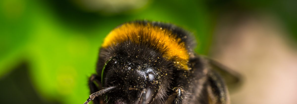 insect-macro-bumblebee-bee-honey-bee-membrane-winged-insect-nectar-macro-photography-close-up-pollen-pollinator-invertebrate-organism