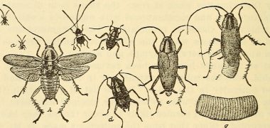 Oude tekening kakkerlakken