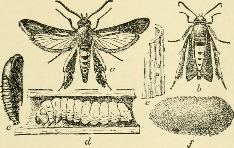 Oude tekening Lepidoptera