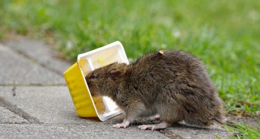 Rat op straat