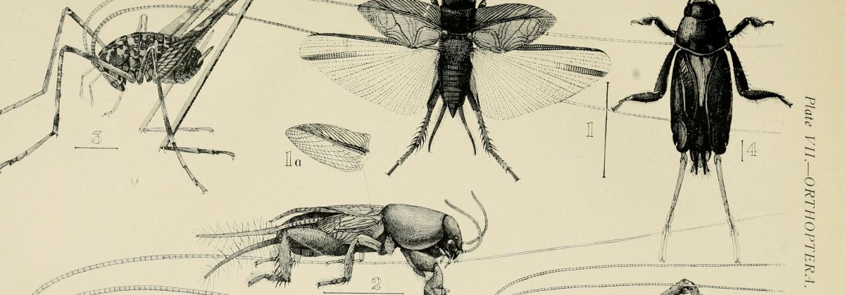 Oude tekening insecten