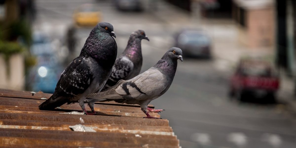 Stadsduif Stadsduif (Columba livia f. domestica) - KAD