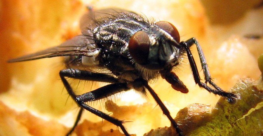 Kamervlieg Huisvlieg Kad