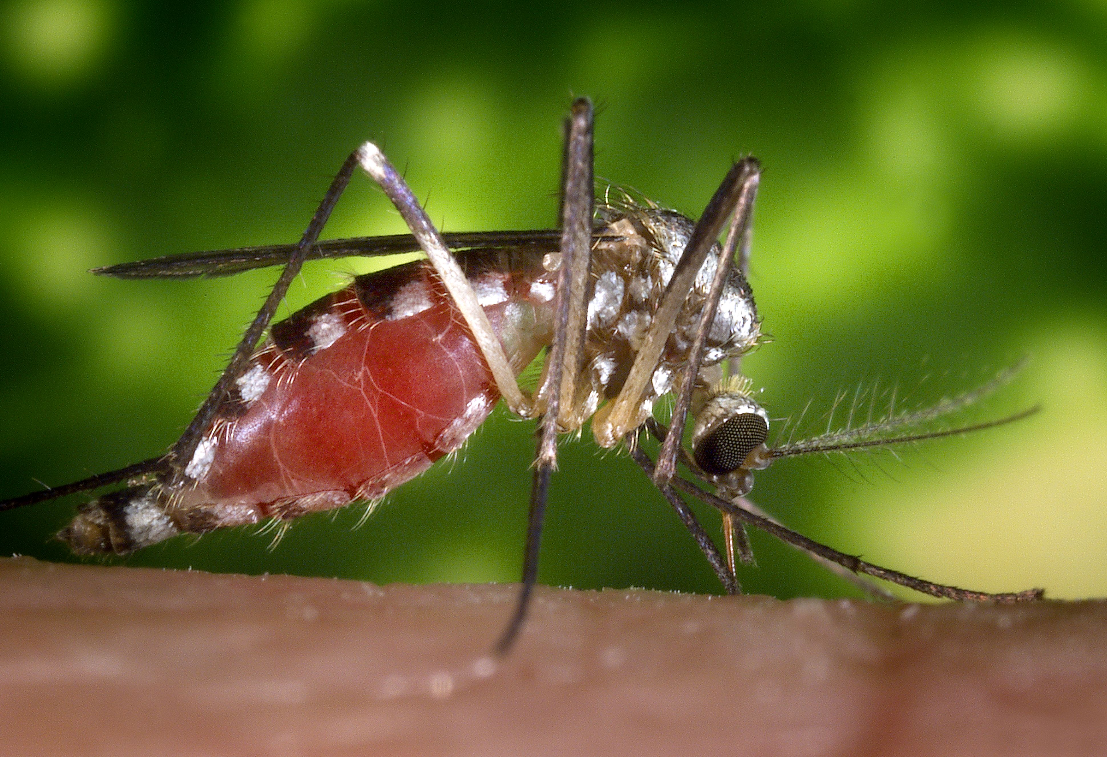 Дерево малярия. Москиты и малярийные комары. Малярийный Москит. Aedes aegypti комар. Москиты (комар) / Mosquito.