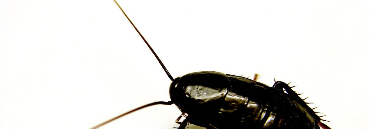 Oosterse kakkerlak