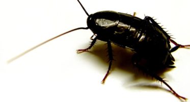 Oosterse kakkerlak
