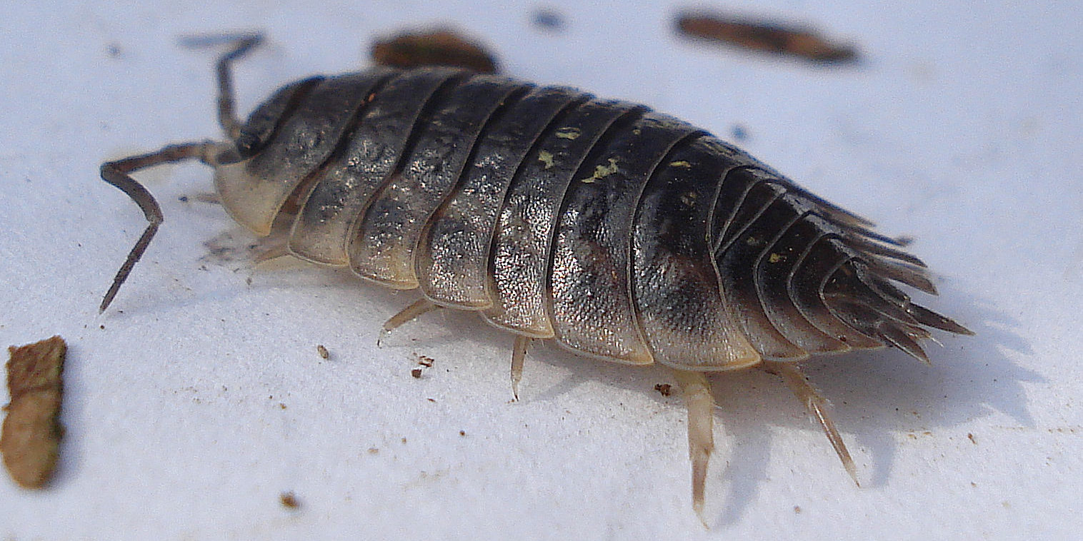 Pissebedden Isopoda KAD Pissebedden Isopoda KAD