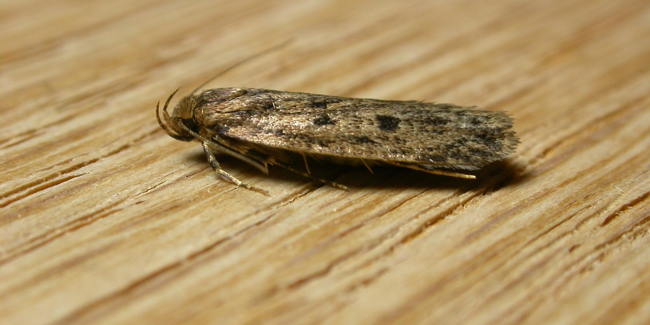 bruine vliegjes in huis