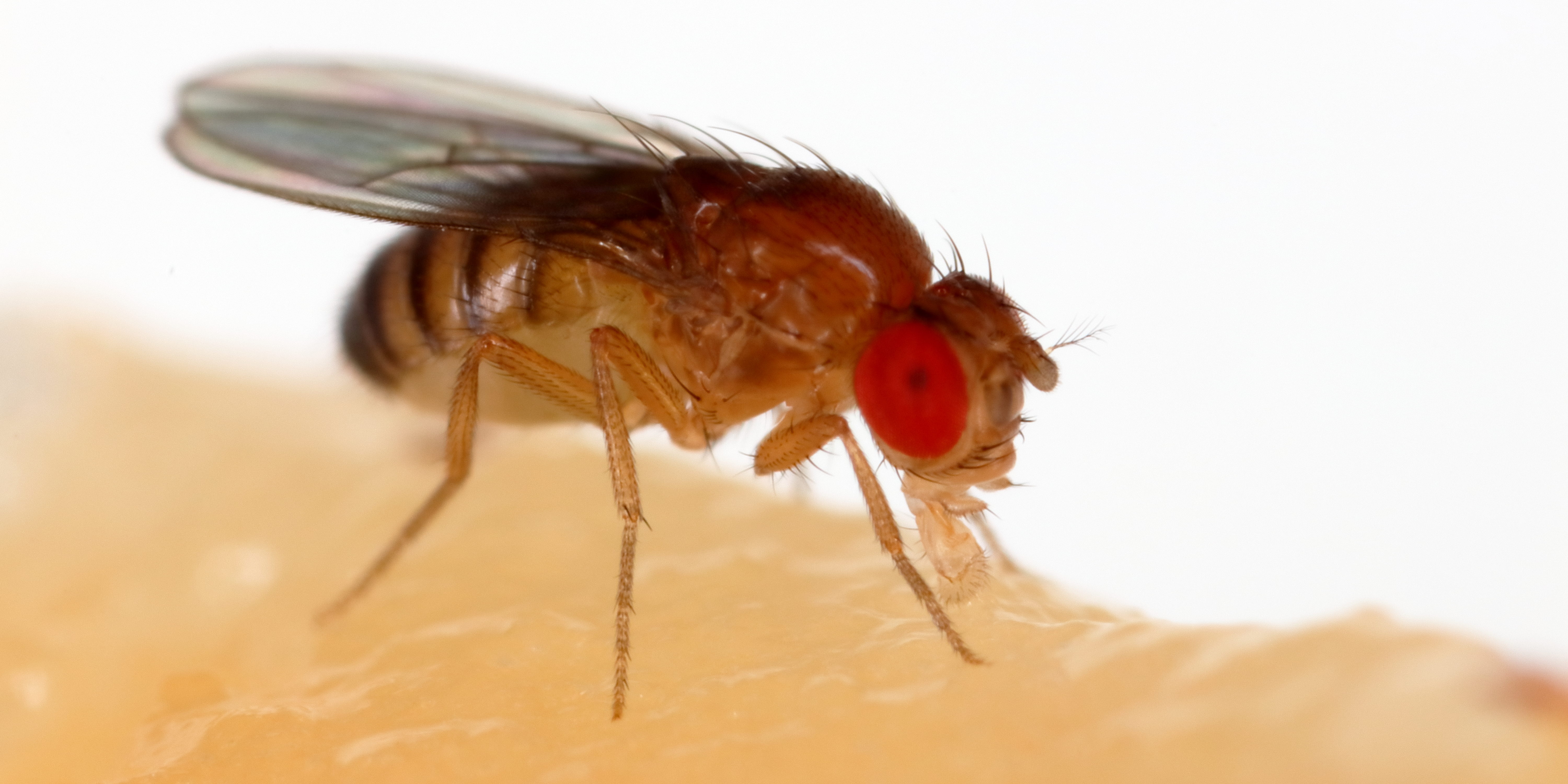 Fruitvliegen (Drosophila spp.) - KAD