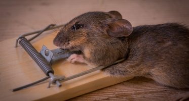 mouse-wildlife-mammal-death-rodent-fauna-rat-whiskers-snout-animals-caught-pest-mousetrap-trap-organism-gerbil-muroidea-degu-muridae-