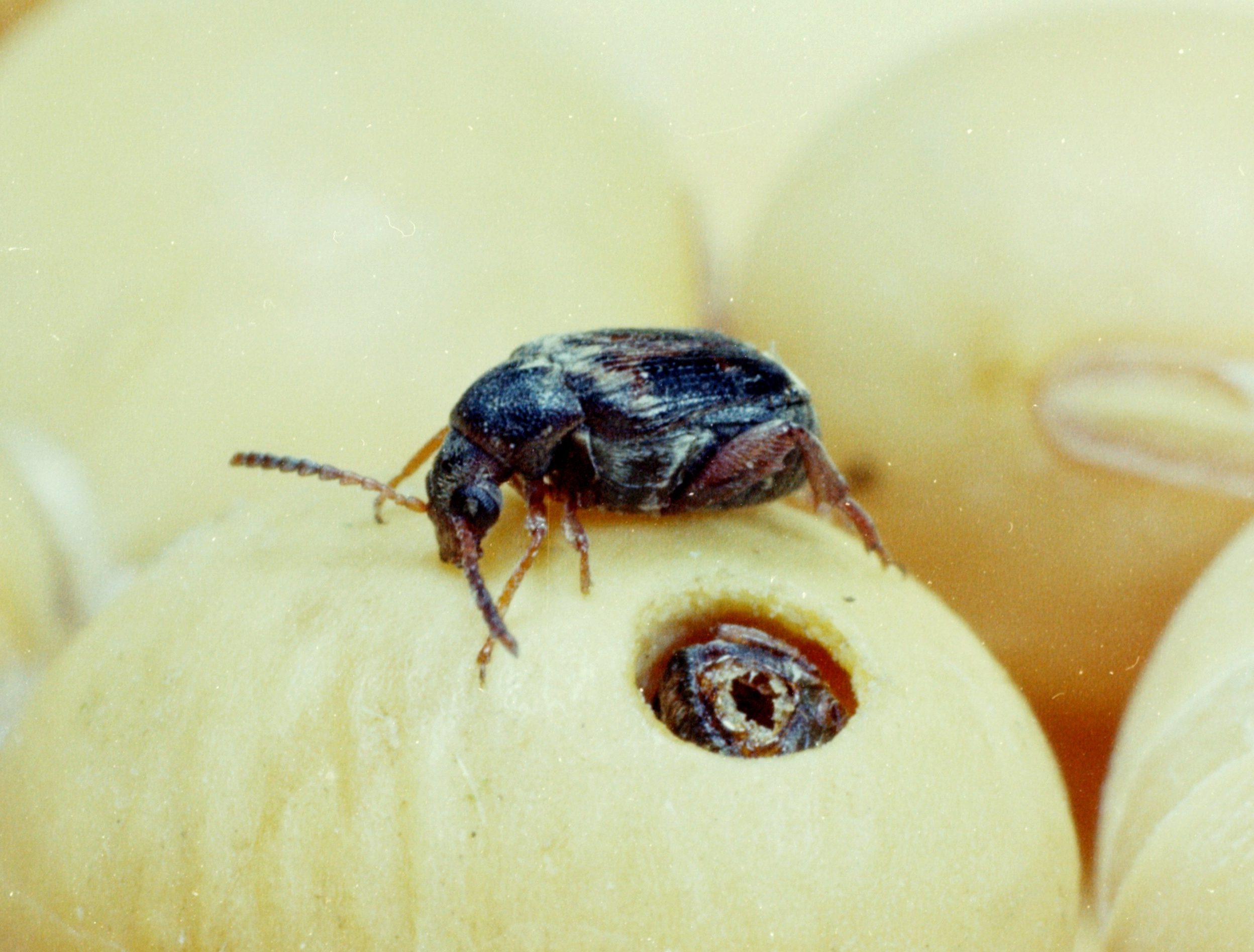 Жук зернового точильщика. Борьба с вредителями хлебных. Борьба с вредителями хлебных. Долгоносик амбарный зерновой. Борьба с вредителями хлебных.
