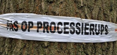 800px-Pas_op_processierups