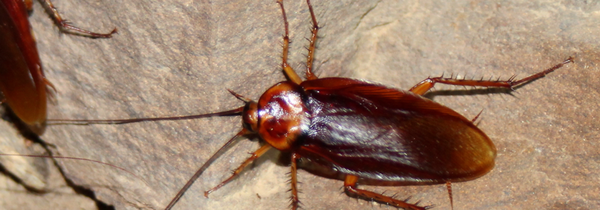 Amerikaanse kakkerlak (Periplaneta_americana)