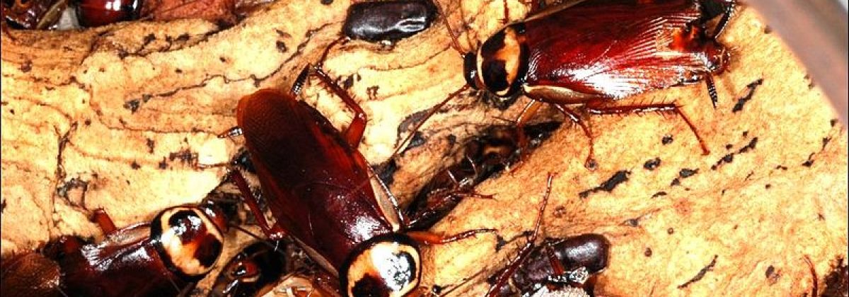 Australische kakkerlak (peroplaneta australasiae)