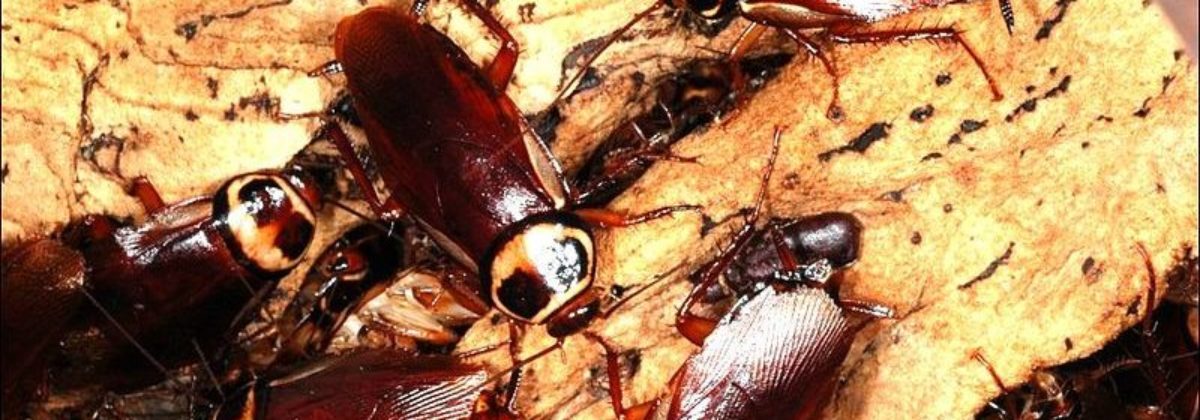 Australische kakkerlak (peroplaneta australasiae)