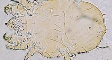 Cheyletiella-parasitivorax-adult-mite-2