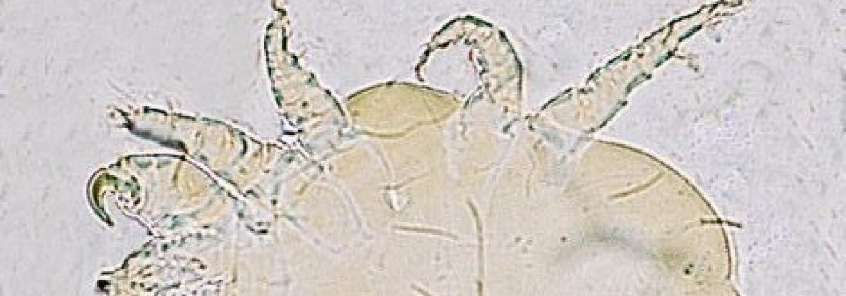 Cheyletiella-parasitivorax-mite