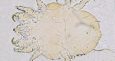 Cheyletiella-parasitivorax-mite