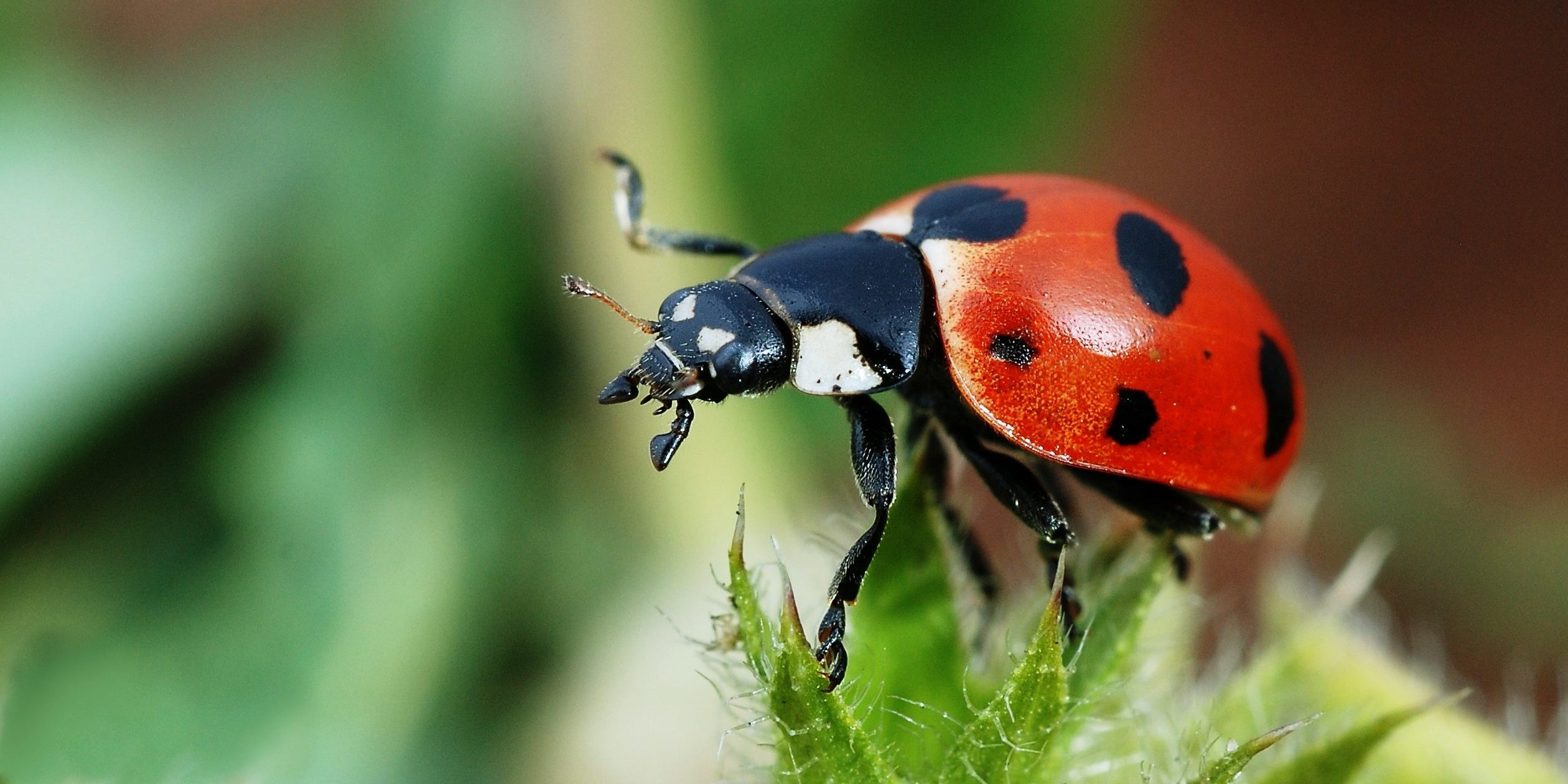 Lieveheersbeestjes (Coccinellidae spp.) - KAD