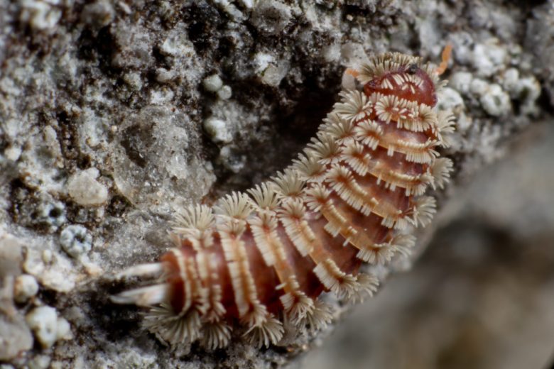 Diplopoda- Polyxenys lagurus