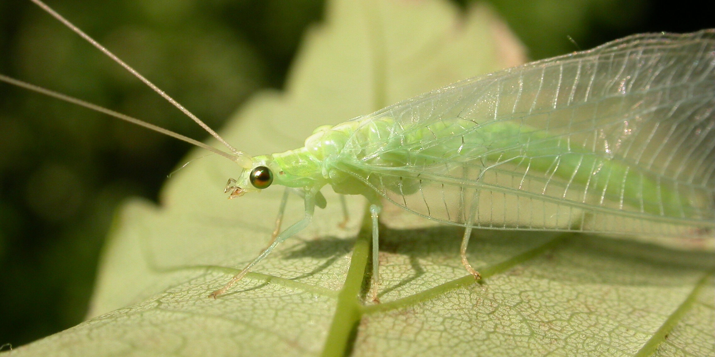 groene vliegjes in huis