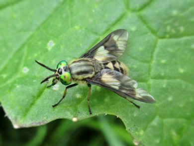 Goudoogdaas. Chrysops_relictus