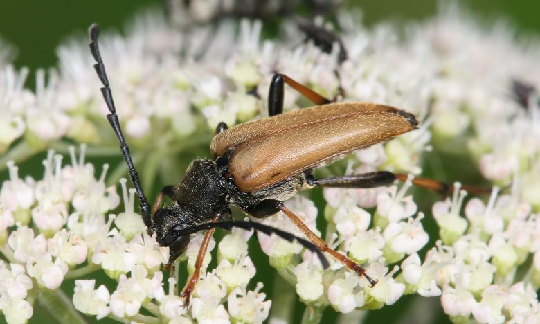 Stictoleptura rubra, male