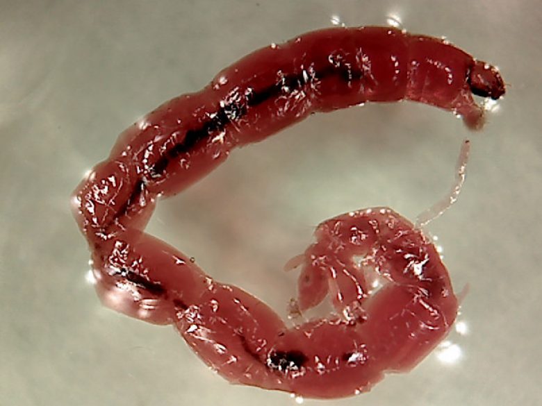 bloedworm (Chironomidae)