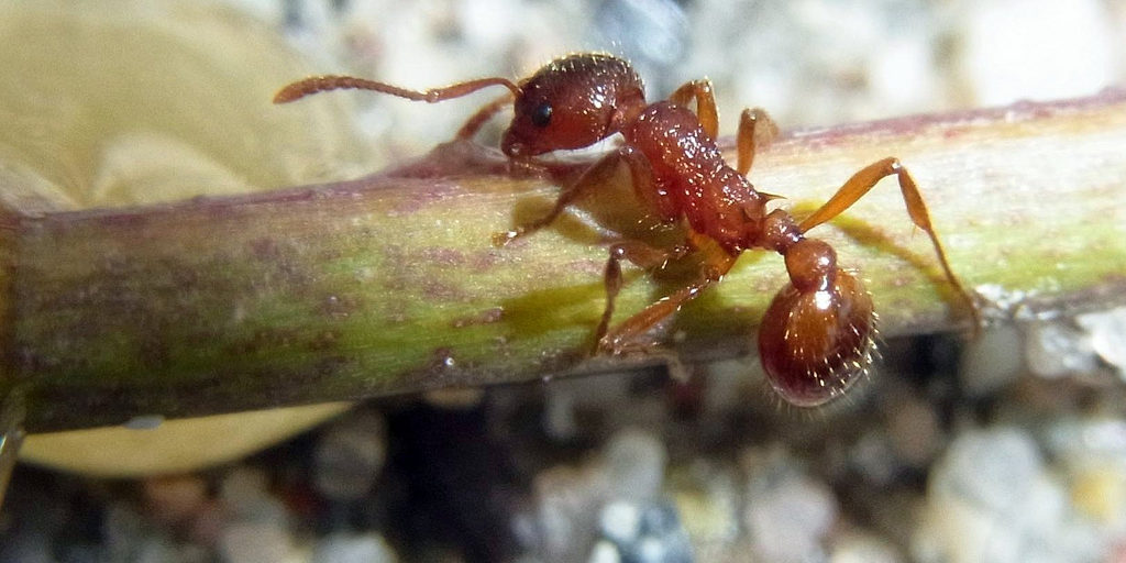 Gewone steekmier (Myrmica rubra) - KAD