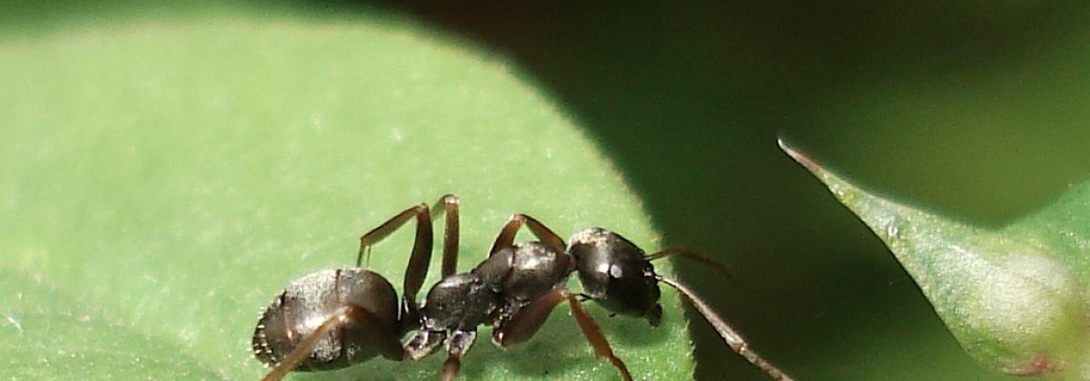 grauwzarte mier (formica fusca)