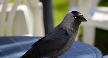 kauw (corvus monedula)