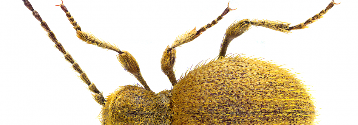 messingkever (Niptus hololeucus)