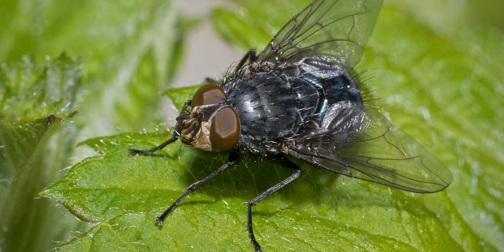 Blauwe vleesvlieg (Calliphora vomitoria) KAD