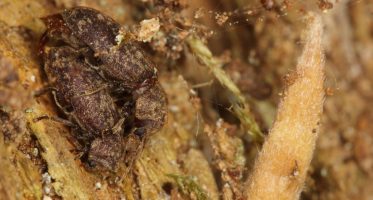 Houtwormkevers