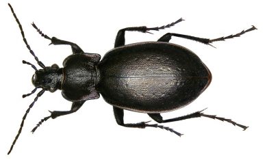 Carabus nemoralis