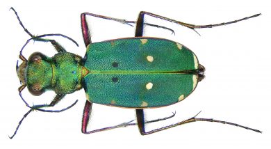 Cicindela campestris