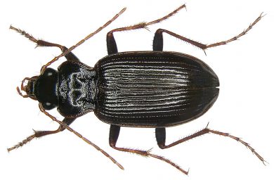 Nebria brevicollis