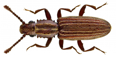 Oryzaephilus mercator