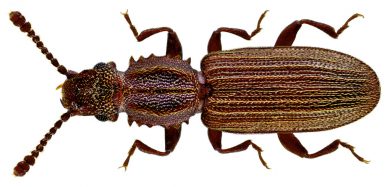 Oryzaephilus surinamensis