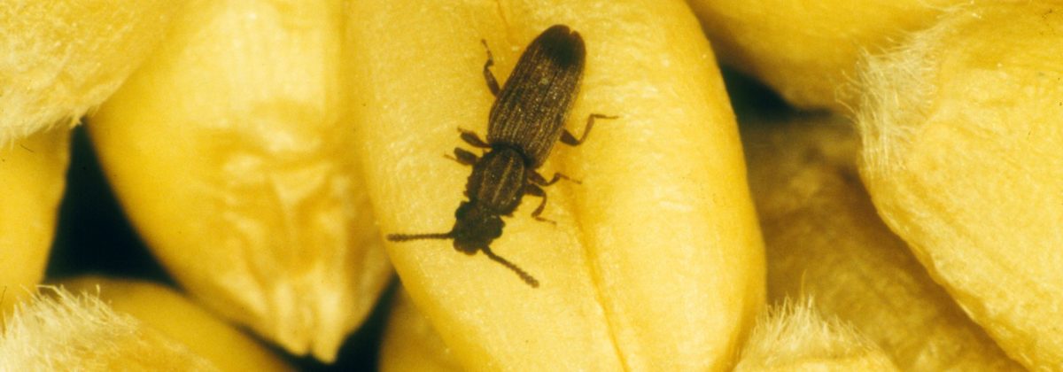 Sawtoothed grain beetle, Oryzaephilus sp.