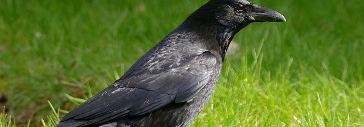 Zwarte kraai - kad