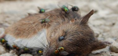 35984090030_7e3bb86dd2_b