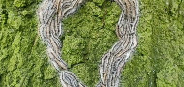 eikenprocessierups-4260017_1920