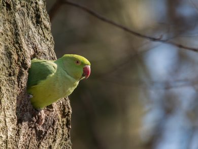 Halsbandparkiet in boomholte