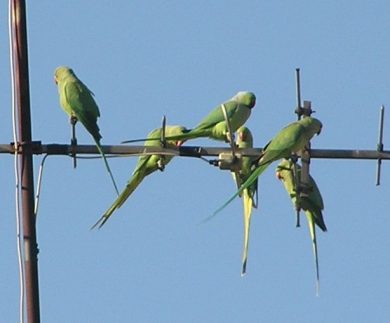 Halsbandparkieten op antenne