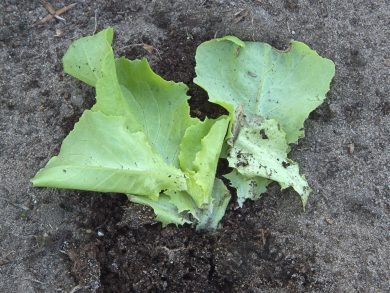 Tipula_leatherjacket_damage_on_lettuce,_emeltschade_bij_botersla
