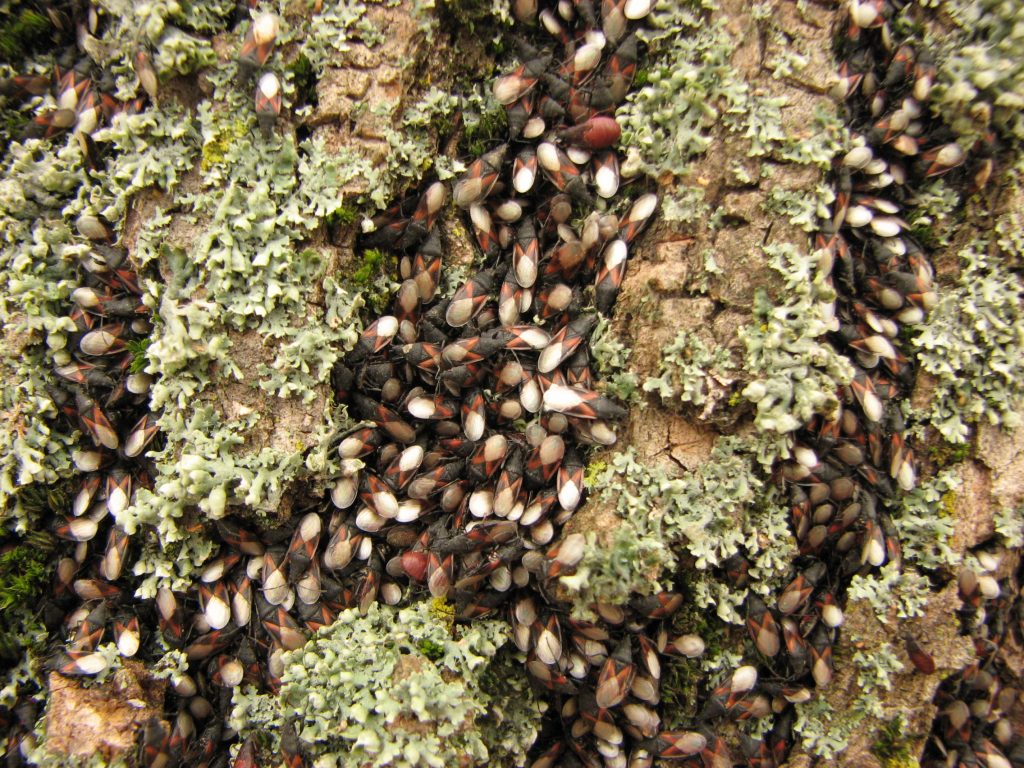 Oxycarenus_lavaterae_swarm kad