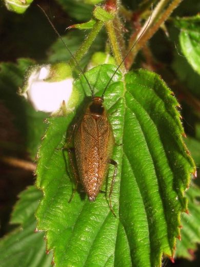 Ectobius lapponicus (noordse kakkerlak)