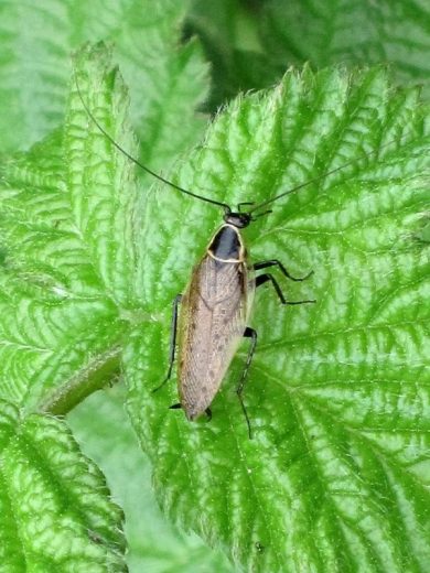Ectobius sylvestris (boskakkerlak)