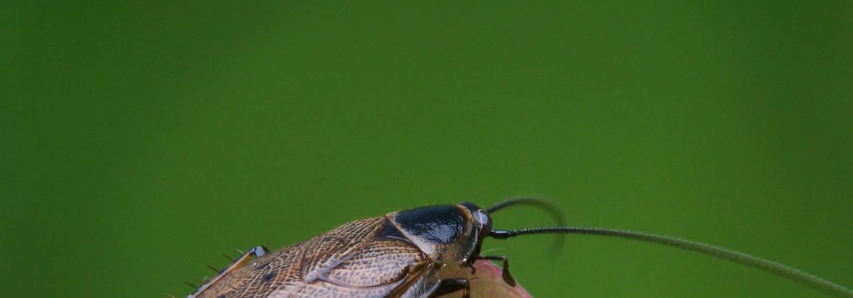 boskakkerlakken